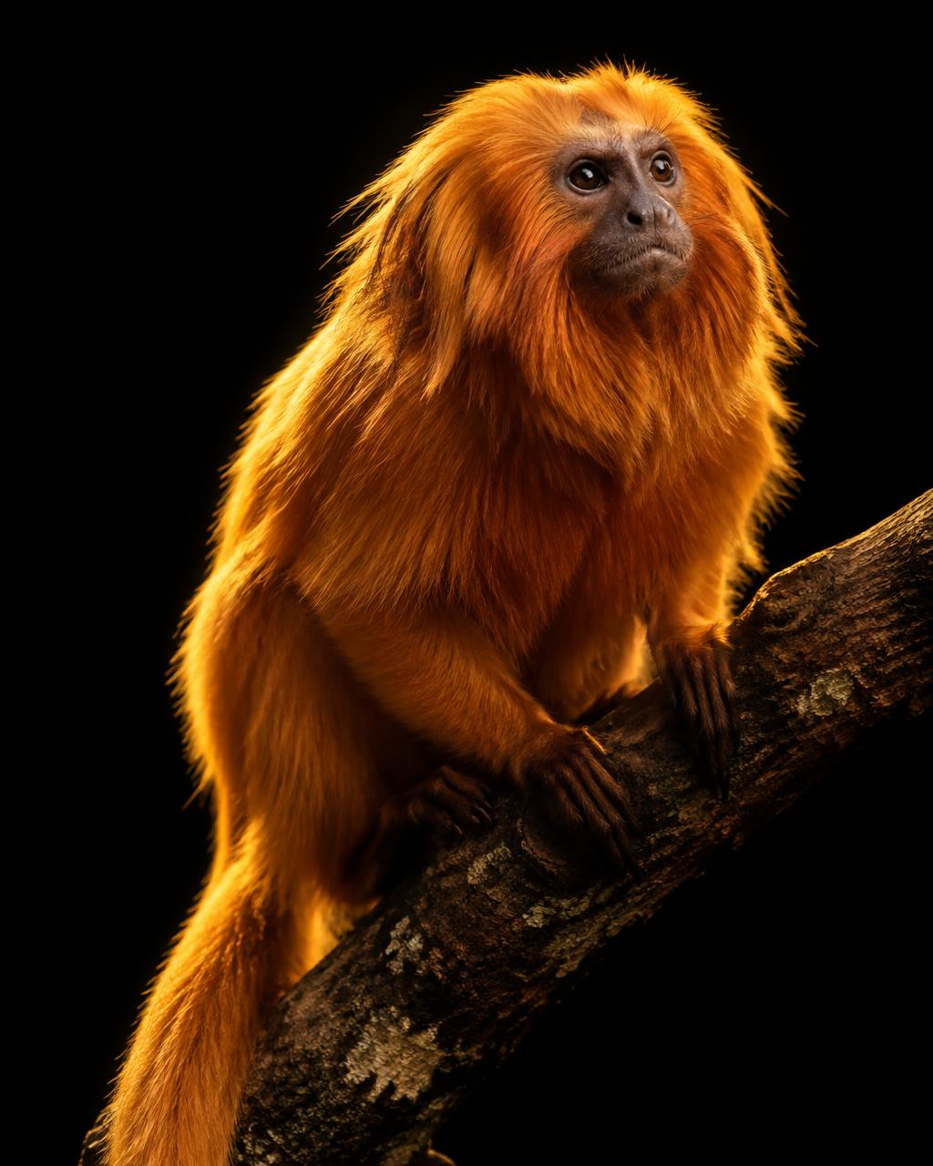 Mico-leão-dourado